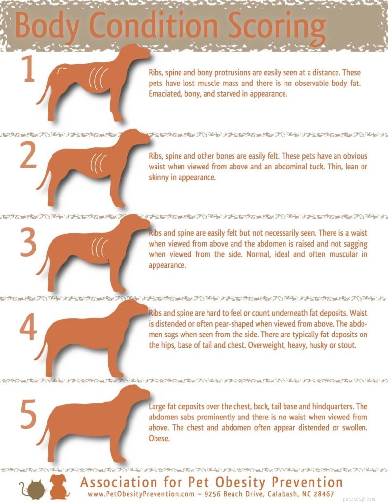 Expert Guide for Pet Store Owners: Advising Customers on Optimal Dog Nutrition