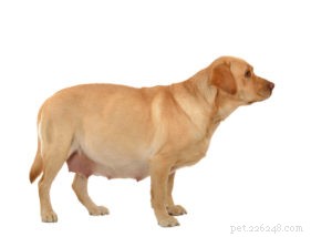 Expert Guide for Pet Store Owners: Advising Customers on Optimal Dog Nutrition