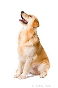 Expert Guide for Pet Store Owners: Advising Customers on Optimal Dog Nutrition