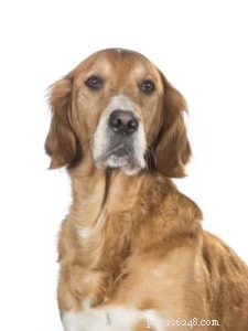 Expert Guide for Pet Store Owners: Advising Customers on Optimal Dog Nutrition