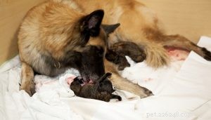 7 Expert Tips for Preparing Your Dog for a Healthy Pregnancy