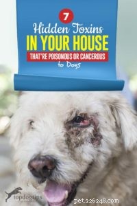 7 Household Toxins That Are Poisonous or Cancerous to Dogs – Safe Alternatives Included