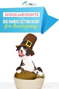 Celebrate Thanksgiving Safely with Your Dog: 20 Expert Dos & Don’ts