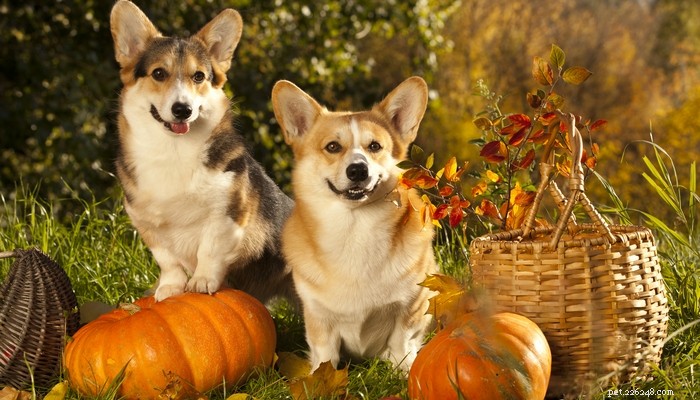 Celebrate Thanksgiving Safely with Your Dog: 20 Expert Dos & Don’ts