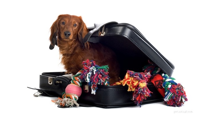 Celebrate Thanksgiving Safely with Your Dog: 20 Expert Dos & Don’ts