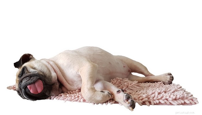 Understanding Canine Epileptic Seizures: Signs, Causes, and Effective Treatments