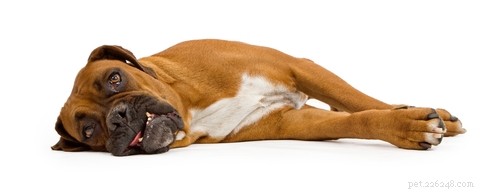 Understanding Canine Epileptic Seizures: Signs, Causes, and Effective Treatments