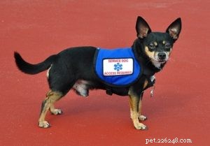 Understanding Canine Epileptic Seizures: Signs, Causes, and Effective Treatments