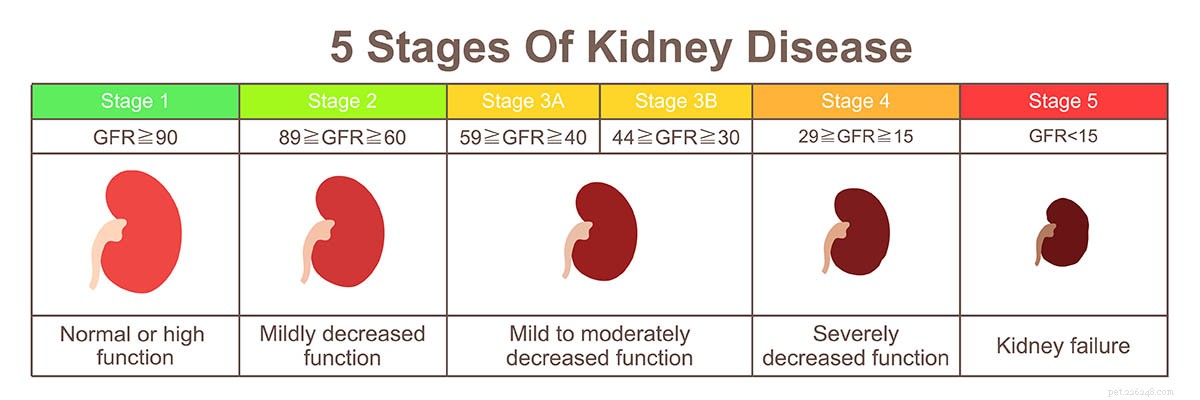 Understanding Canine Kidney Failure: A Comprehensive, Evidence-Based Guide