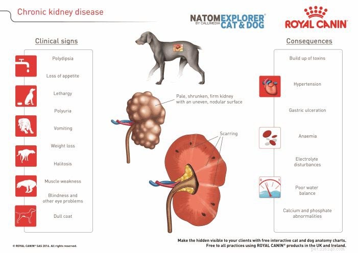 Understanding Canine Kidney Failure: A Comprehensive, Evidence-Based Guide