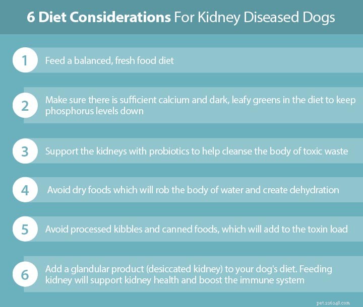 Understanding Canine Kidney Failure: A Comprehensive, Evidence-Based Guide