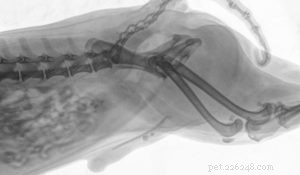 Understanding Canine Kidney Failure: A Comprehensive, Evidence-Based Guide