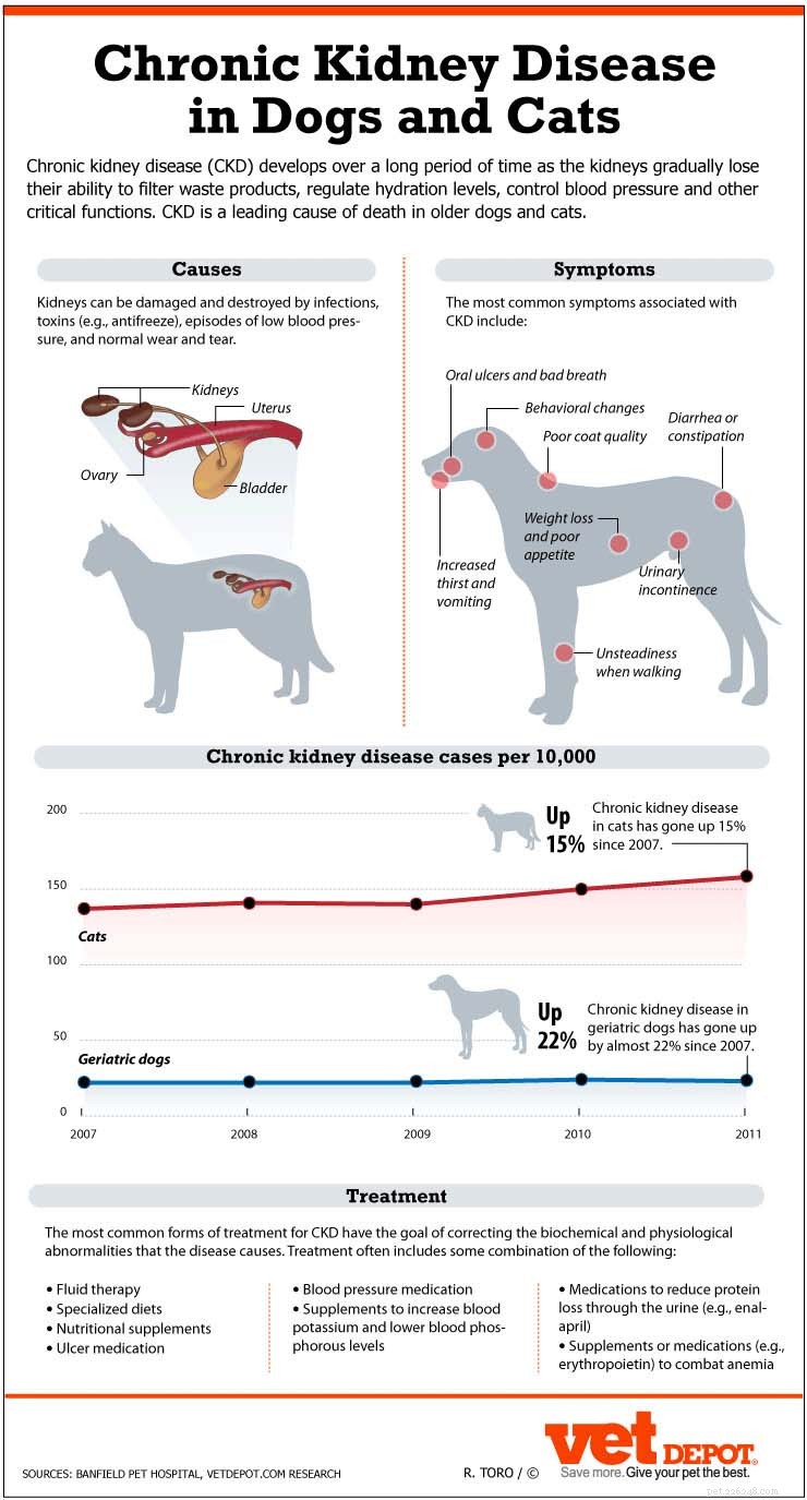 Understanding Canine Kidney Failure: A Comprehensive, Evidence-Based Guide