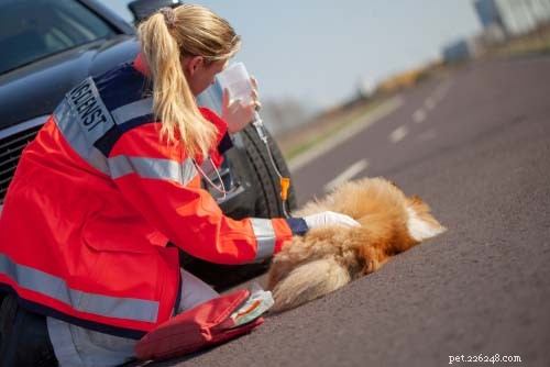 Top 9 Immediate Dog Health Emergencies You Must Address Right Away