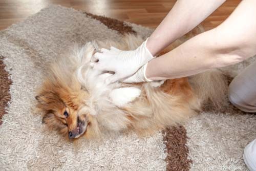 Top 9 Immediate Dog Health Emergencies You Must Address Right Away