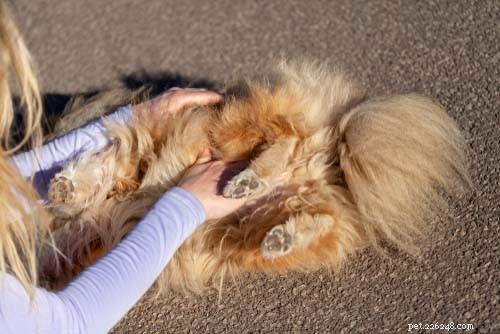 Top 9 Immediate Dog Health Emergencies You Must Address Right Away