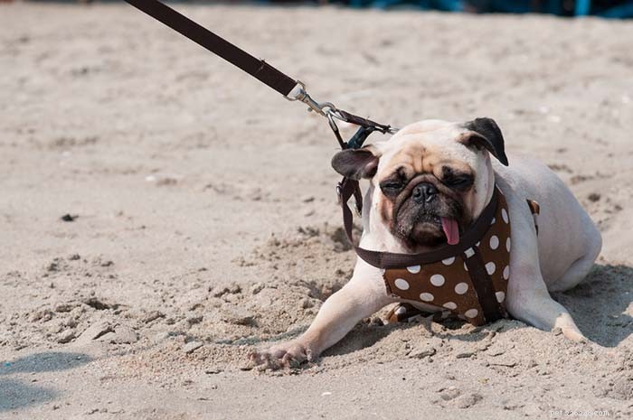 7 Common Triggers That Stress Your Dog (And How to Ease Them)