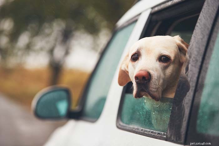 7 Common Triggers That Stress Your Dog (And How to Ease Them)