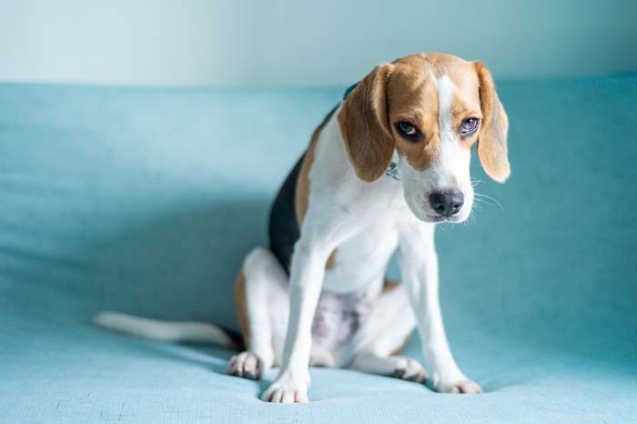 7 Common Triggers That Stress Your Dog (And How to Ease Them)