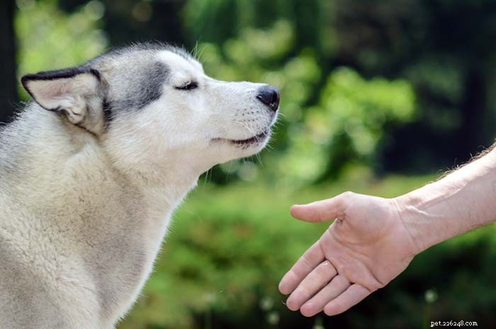 7 Common Triggers That Stress Your Dog (And How to Ease Them)