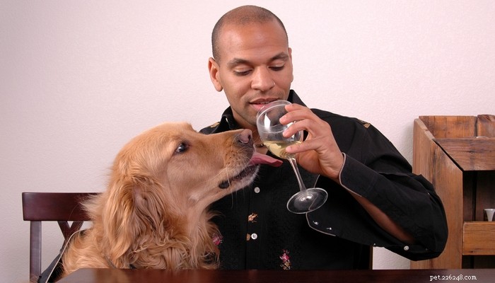 Top 7 Human Foods Dogs Must Avoid – Expert-Backed Reasons