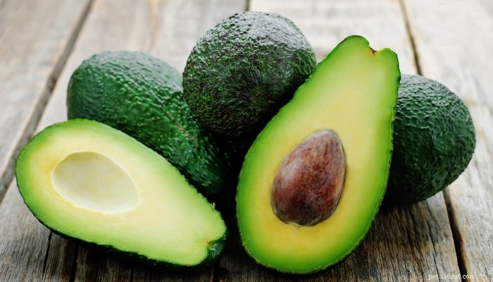 Top 7 Human Foods Dogs Must Avoid – Expert-Backed Reasons