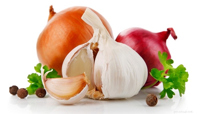 Top 7 Human Foods Dogs Must Avoid – Expert-Backed Reasons