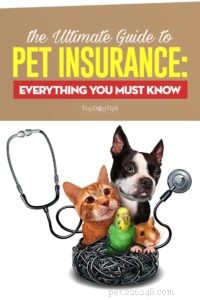 The Ultimate Beginner’s Guide to Pet Insurance: Find the Best Coverage & Pricing