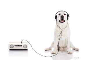 5 Proven Natural Ways to Calm Your Anxious Dog