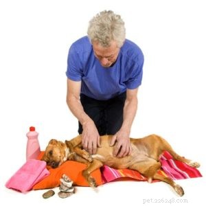 5 Proven Natural Ways to Calm Your Anxious Dog