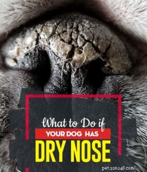 Understanding a Dry Dog Nose: When to Worry and When to Relax