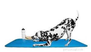 How to Care for a Dog with a Pulled Muscle: Quick Relief and Prevention Tips
