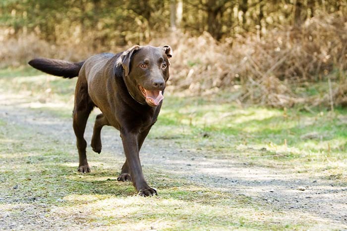 How to Care for a Dog with a Pulled Muscle: Quick Relief and Prevention Tips