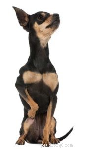 How to Care for a Dog with a Pulled Muscle: Quick Relief and Prevention Tips