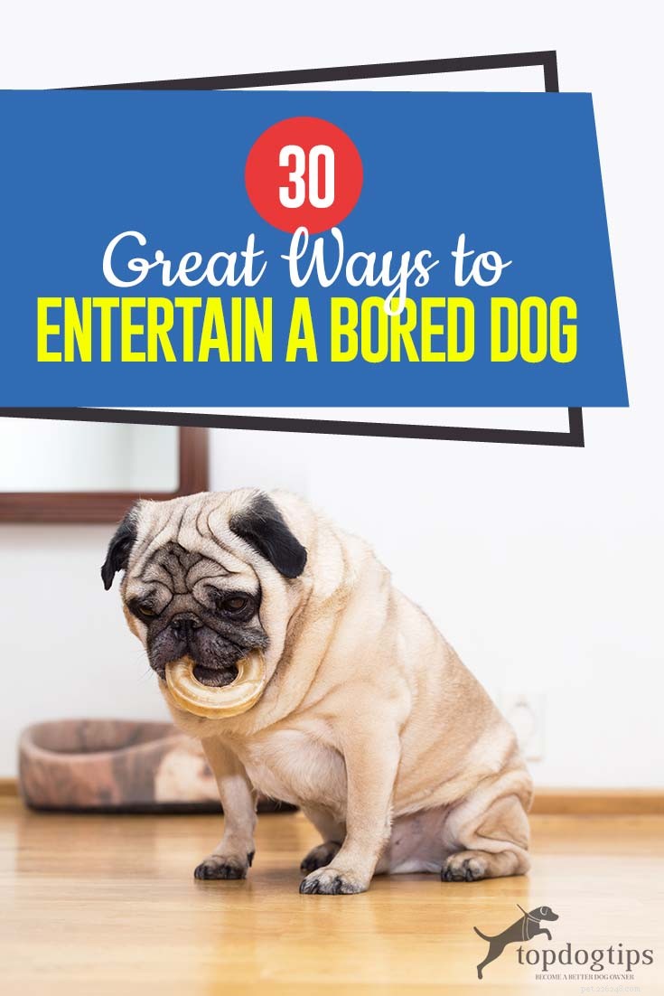 30 Proven Ways to Keep Your Dog Entertained and Happy
