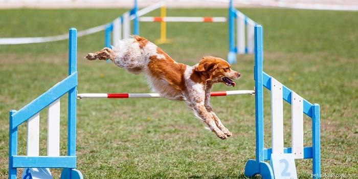 30 Proven Ways to Keep Your Dog Entertained and Happy