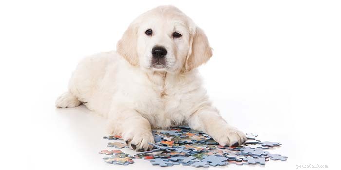 30 Proven Ways to Keep Your Dog Entertained and Happy