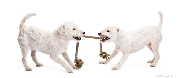 30 Proven Ways to Keep Your Dog Entertained and Happy