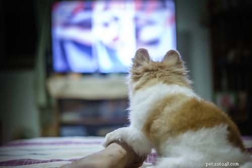 30 Proven Ways to Keep Your Dog Entertained and Happy