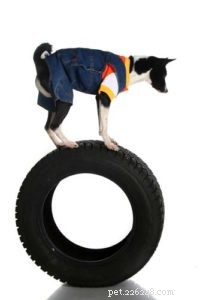 30 Proven Ways to Keep Your Dog Entertained and Happy