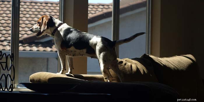 30 Proven Ways to Keep Your Dog Entertained and Happy