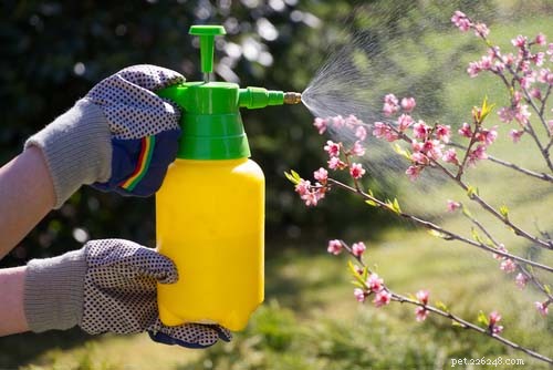 6 Household Cleaners That Can Harm Your Dog
