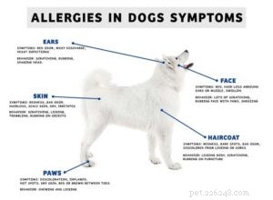 10 Expert-Approved Natural Ways to Boost Your Dog’s Health