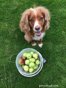 10 Expert-Approved Natural Ways to Boost Your Dog’s Health