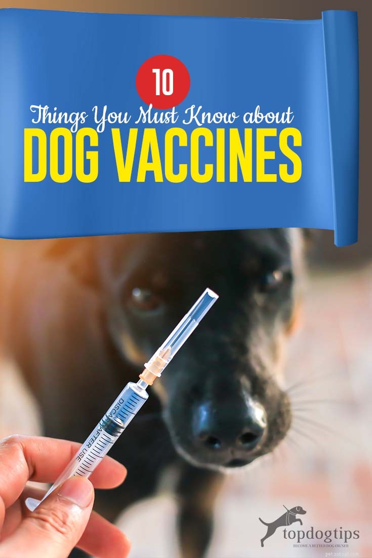 10 Essential Facts About Dog Vaccines: What Every Owner Should Know