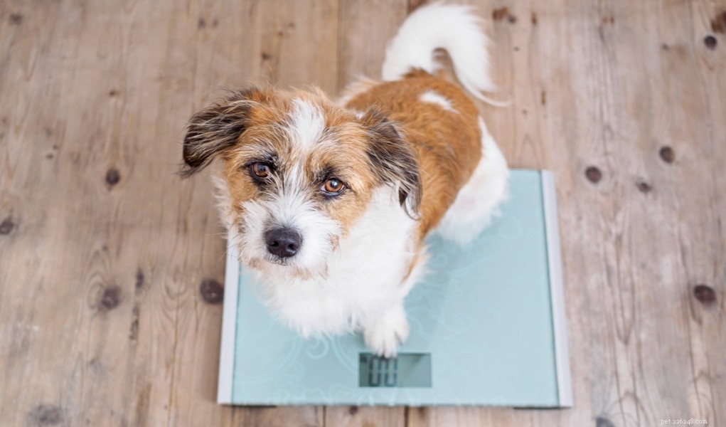 Healthy Weight Gain for Dogs: Expert Tips for Safe and Effective Results