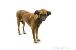 Healthy Weight Gain for Dogs: Expert Tips for Safe and Effective Results