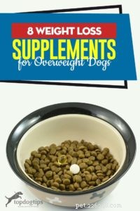 Top 8 Proven Dog Weight‑Loss Supplements for Healthier Pets