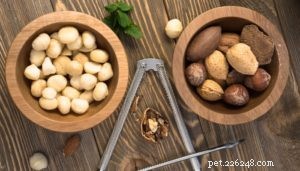 Keep Your Dog Safe This Thanksgiving: Foods to Avoid