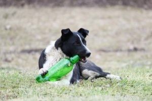 Keep Your Dog Safe This Thanksgiving: Foods to Avoid